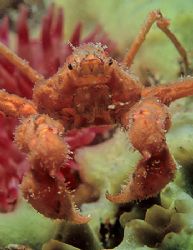Spider crab on sponge.
Menai Straits, N. Wales.
60mm. by Mark Thomas 
